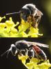 Lasioglossum nigripes